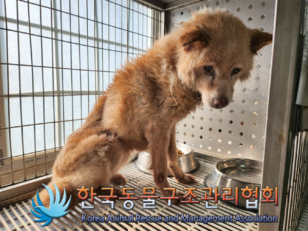 한국동물구조관리협회_411309202300363